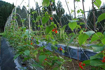 花豆も元気が出て来て、ツルと花が活発に動き始めました。