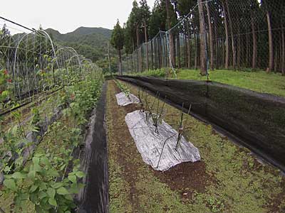 こちらは、新潟十全ナスです。
