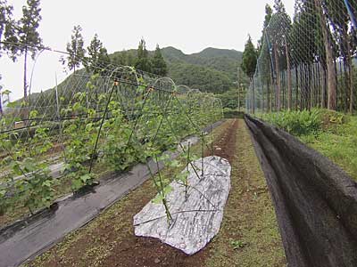 こちらは、キュウリです。