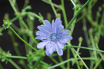 チコリの花が咲き出しました。