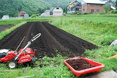 ようやく第二弾の神楽南蛮の定植の準備に手を着けられるようになりました。