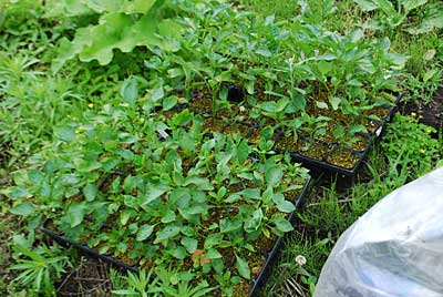 「早く定植してくれよ～。」って神楽南蛮の苗たちが、うったえています。