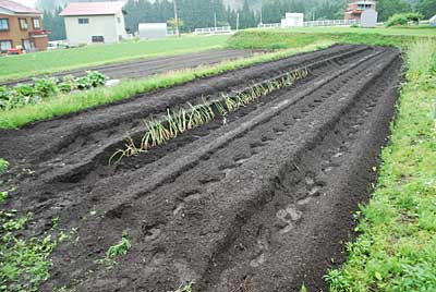 足場の悪い中、時期遅れのネギ１００本の定植だけを何とか済ませました。