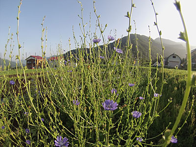 今日も朝、チコリの花が沢山咲いていました。