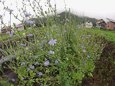 チコリも倒れず、今朝も満開です。