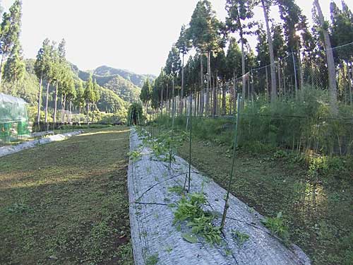 被害のあった神楽南蛮を９割ほど整理（撤収）しました。（涙