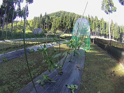 残った元気な神楽南蛮の枝の支えにイボ竹を立てました。