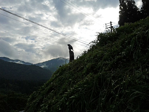 暑くならないうちにと、朝イチで草刈りをして来ました。