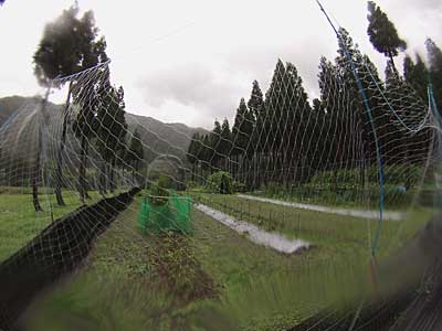 残っていた神楽南蛮もボロボロ。