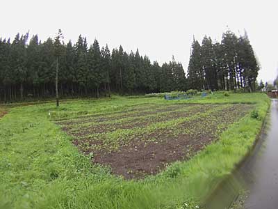 蕎麦の苗もボロボロ。