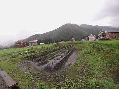 期待していた第二弾の神楽南蛮もボロボロ。