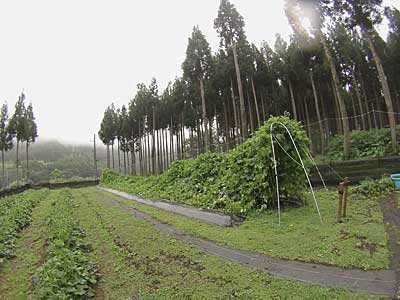 花豆の棚が、ほぼ潰れてしまいました。