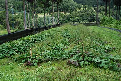 主力作物のサツマイモ畑ですが、草ボウボウにしてしまいました。