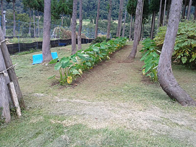 ついでに里芋畑も草刈りをしました。