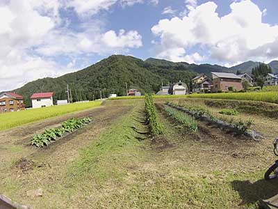 刈り残していた通称「下の畑」の草刈りも終了しました。