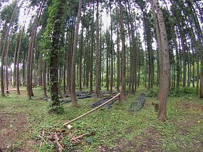 ナメコのホダ木の周りの草刈りも終了。