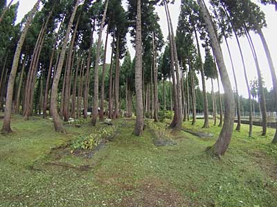 杉林の中の行者ニンニク畑の草刈りも終了しました。