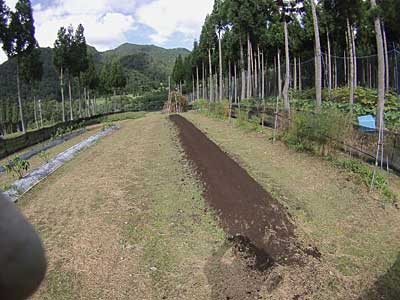 草刈りの合間に、ニンニクを植える畑の準備をしました。