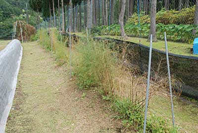 お天気が良いうちにと、アスパラガスの畑も片付けました。
