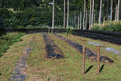 花豆撤去完了しました。