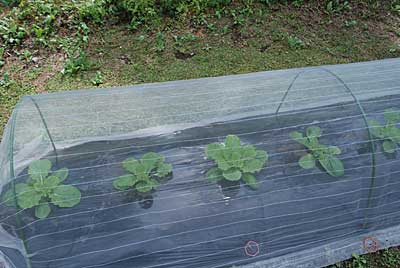 白菜は、順調に育っています。