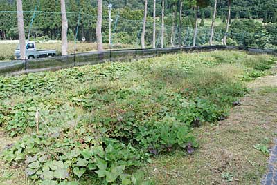 サツマイモは、草だらけです。