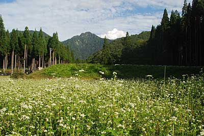 蕎麦の花が満開です。