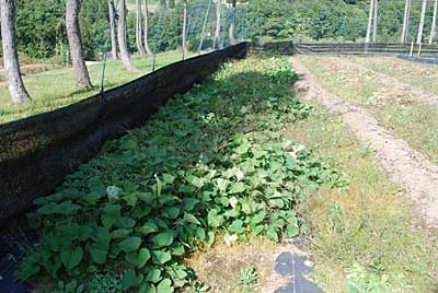 午後から畑に残っていたサツマイモを収穫しました。
