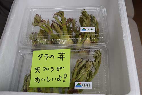 タラの芽、3パック。