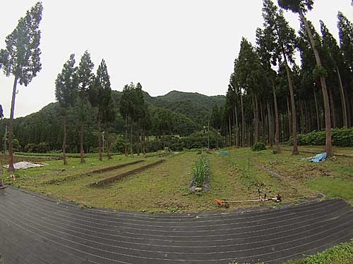 草刈り前
