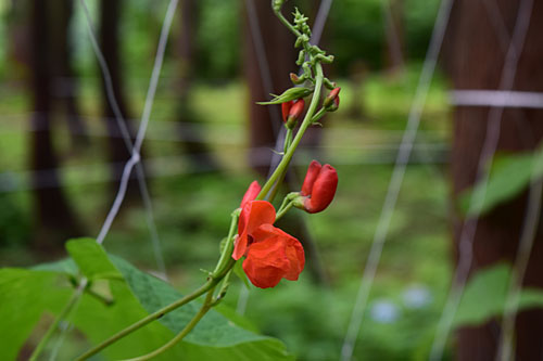 花豆の花が咲き出しましたが、まだ結実は０です。