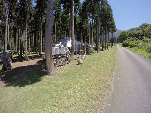 朝から農園の杉林の中の草刈り三昧。