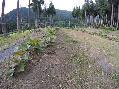 夕方からサツマイモの株間の草取りをしました。