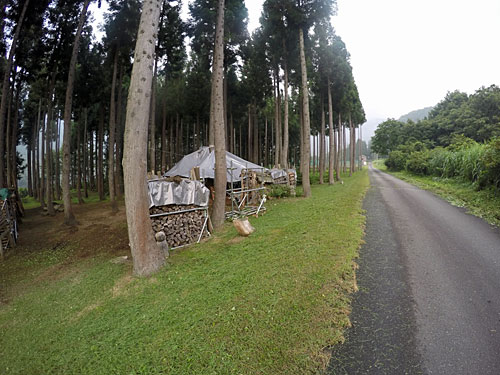 道路の脇も刈りました。