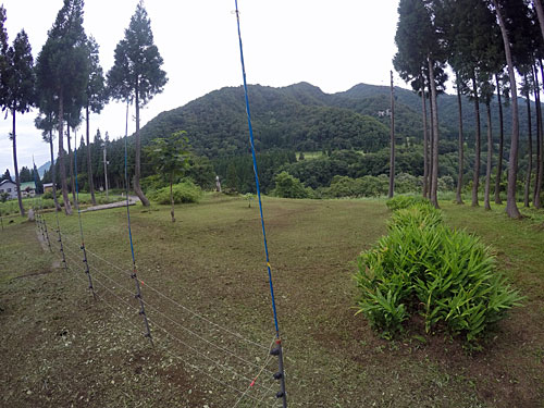 ミョウガの回りも草刈りしました。