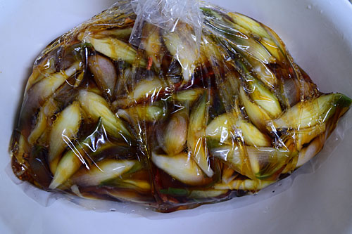 ミョウガの醬油漬けを仕込みました。