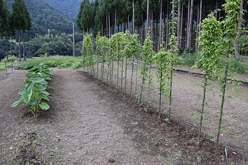 里芋と長芋の畝間の草取りをしました。