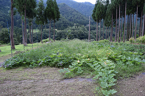 草だらけのサツマイモとカボチャ