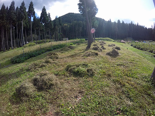 雑草も天地替え