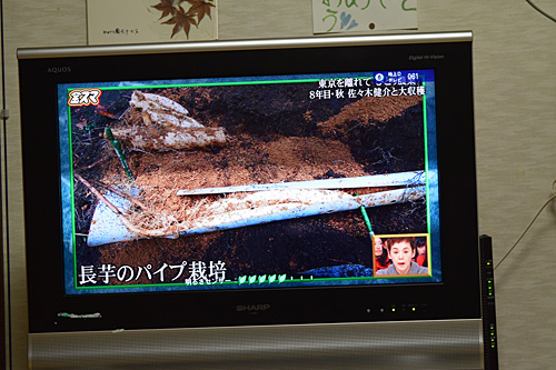 長芋のパイプ栽培の写真