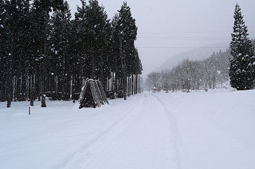 朝イチで、農園の畑の様子を見に行ってきました。