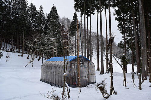雪は降りません。
