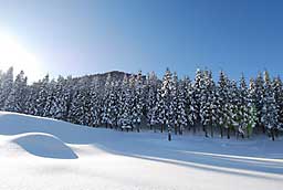 青空、杉林そして雪原……、感無量かな?