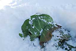 「あまだま」は雪の下で、無事元気?