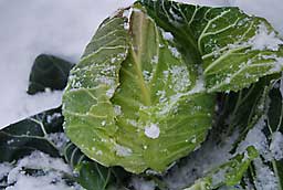 12月18日に雪の下から掘ったときの写真です