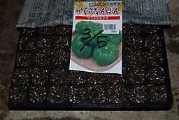 最後は、新聞紙をぬらしてかぶせました