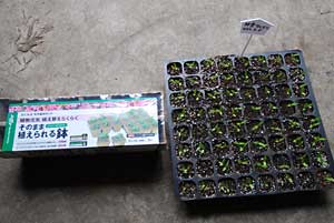 そのまま植えられる鉢（トレイ）