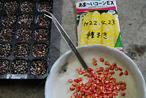 種のへそを下にして、ピンセットで植えました