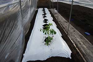 軽く液体肥料を撒いてから、ダッシュで、畑に植えました