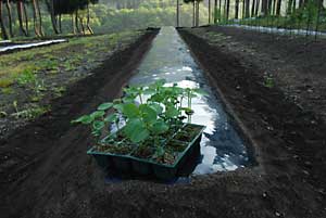 ようやく枝豆の定植をしました